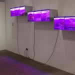 installation Astroculture (Shelf Life) 1